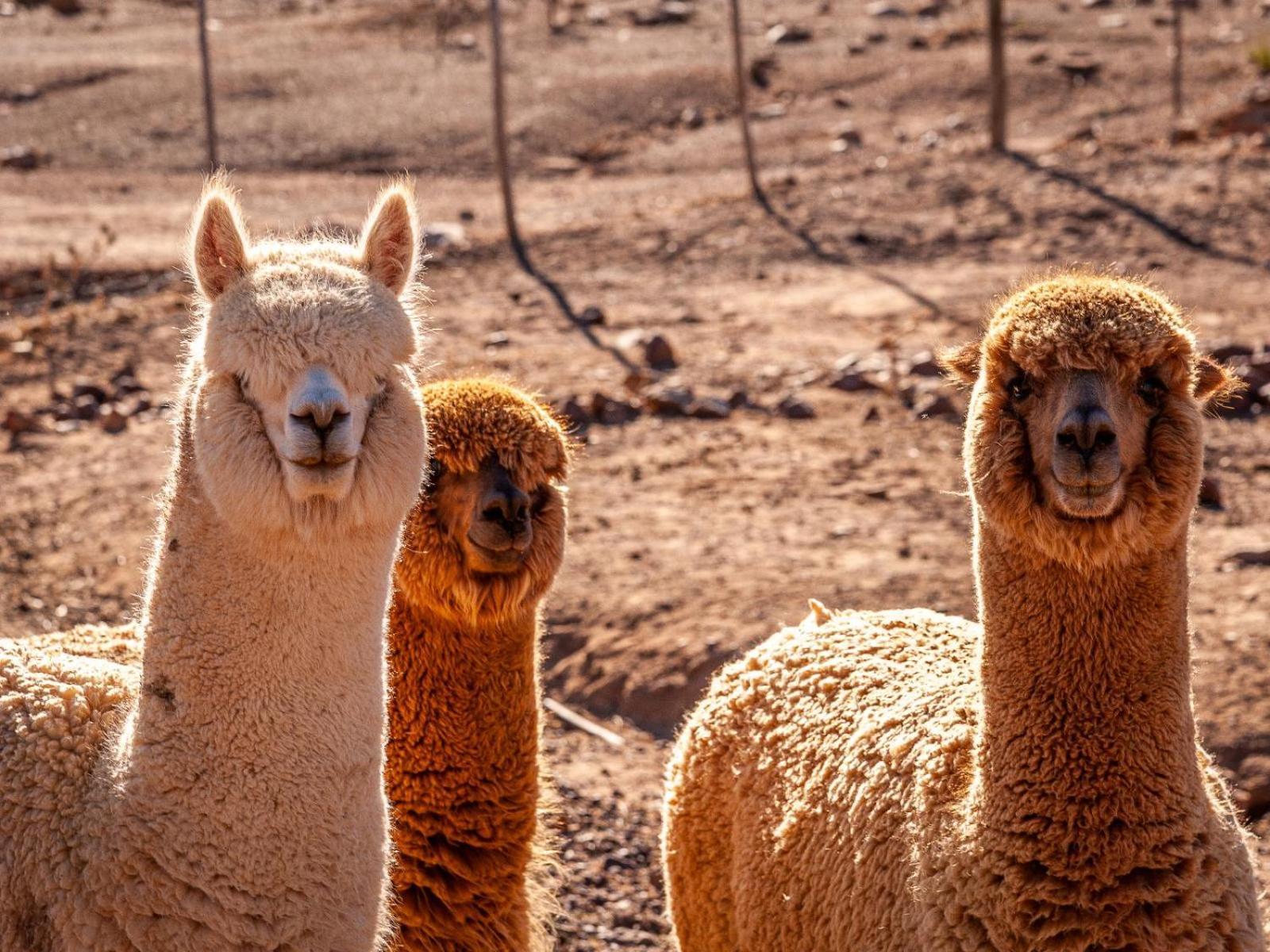 Rooilande Guest Farm Guest House Laingsburg エクステリア 写真